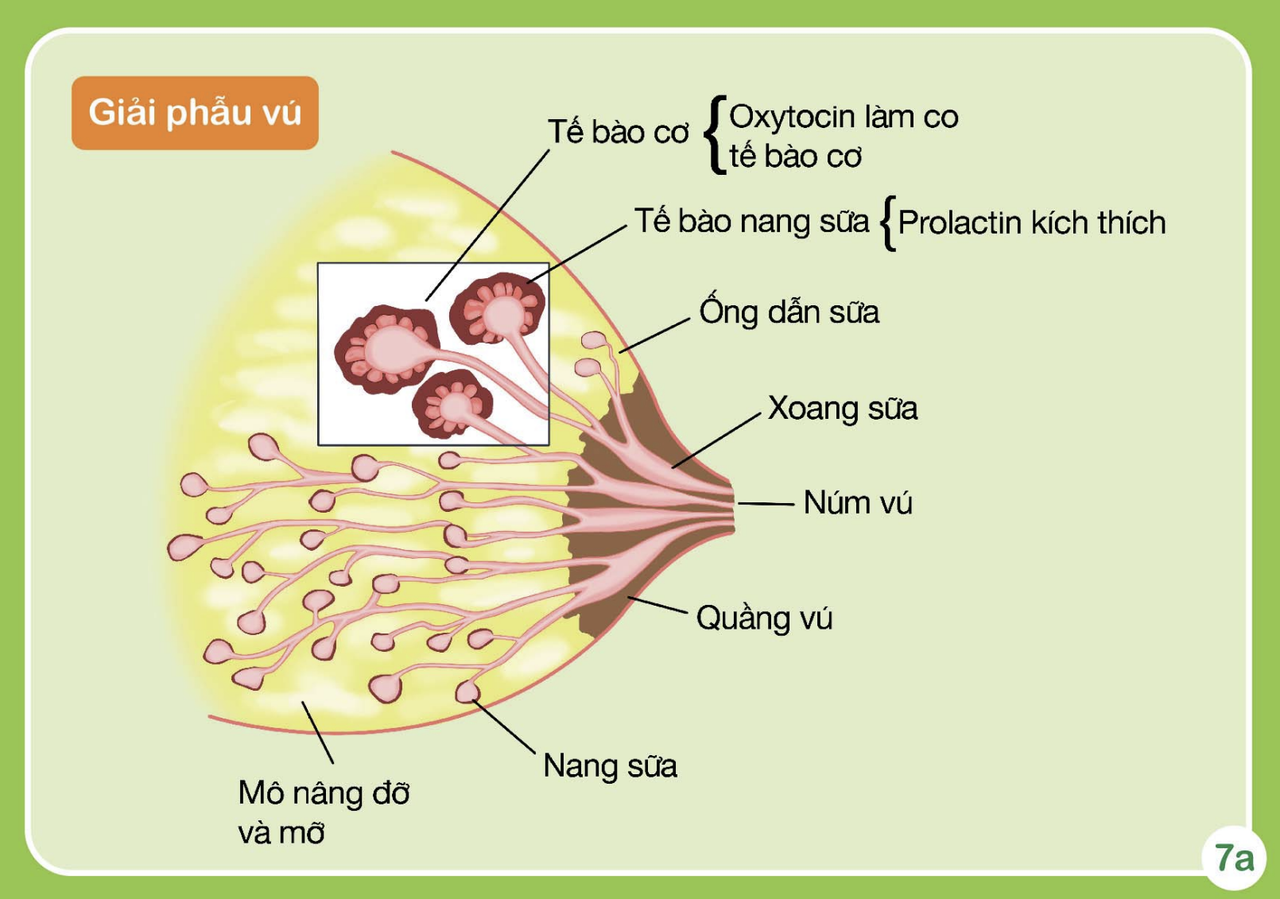 hinh-anh-giai-phau-vu-va-cach-be-do-va-giup-tre-ngam-bat-vu-dung-485-0